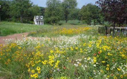 Breezy Hill Nursery Planting