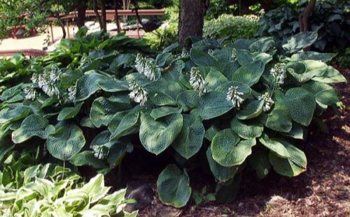 Breezy Hill Nursery Planting