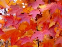 Green Mountain Sugar Maple - Fall Foliage