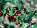 Cornelian Cherry Dogwood - Fruit