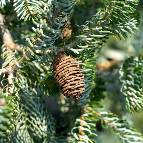 Silberlocke Fir