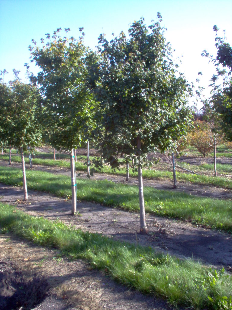 Emerald Queen Maple