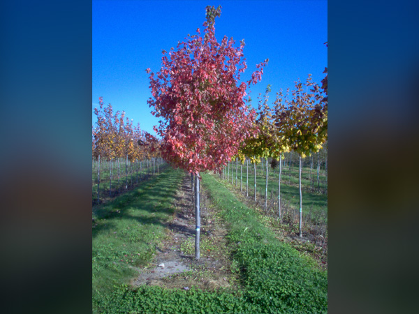 Autumn Radiance Maple - Container