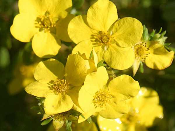 Dakota Sunspot Potentilla - Container