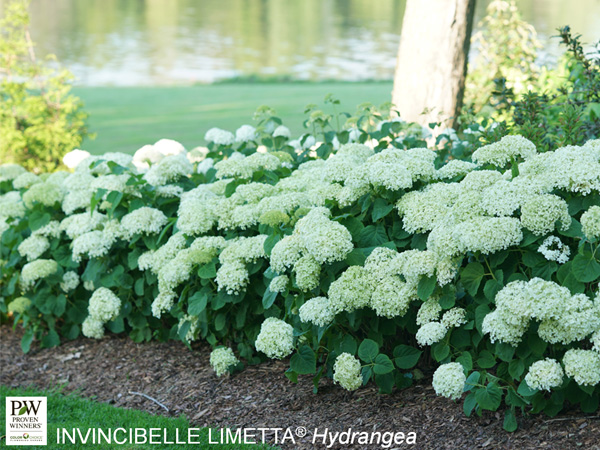 Invincibelle® Limetta Hydrangea - Container