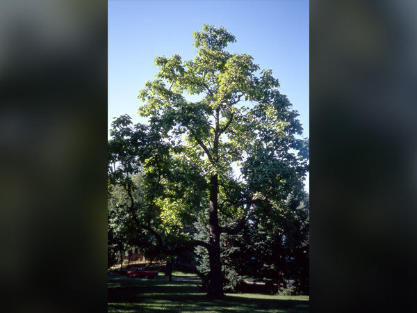 Northern Catalpa - Container