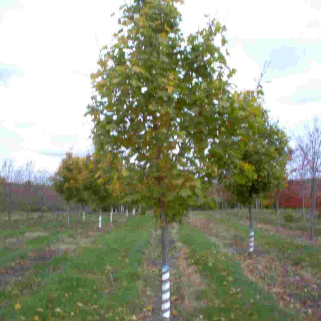 Superform Maple