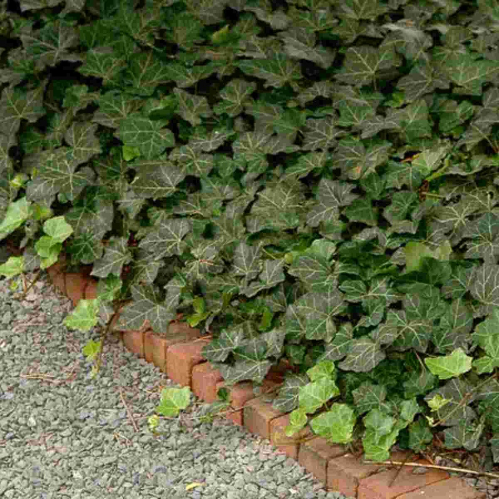 Thorndale English Ivy