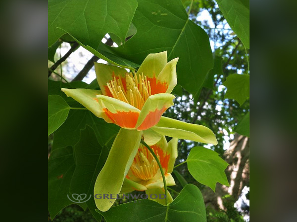 Tulip Tree - Container