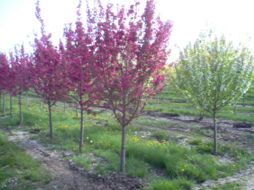 Purple Prince Crabapple