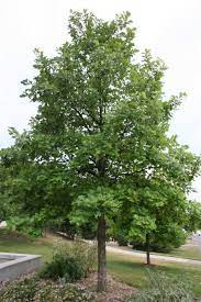 Swamp White Oak