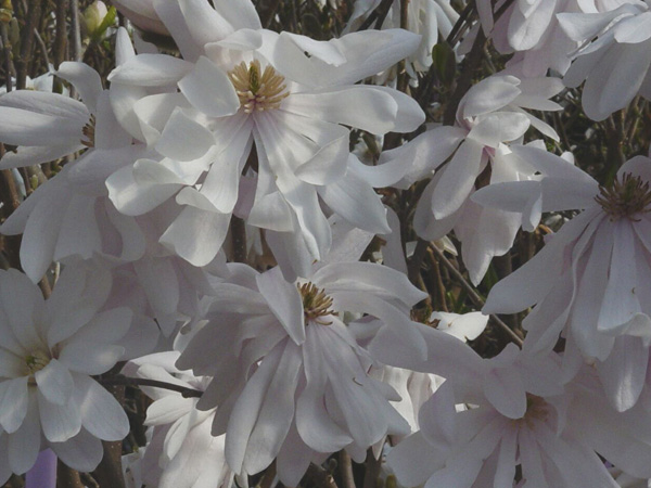 Royal Star Magnolia