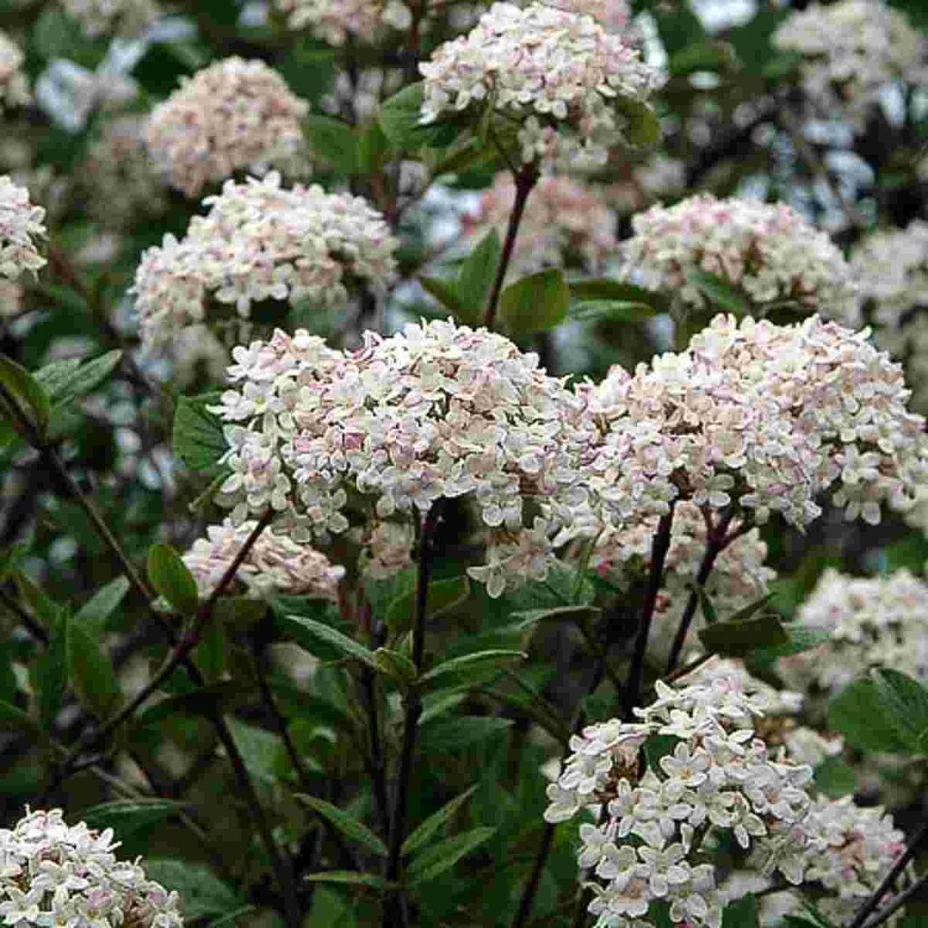 Mohawk Viburnum