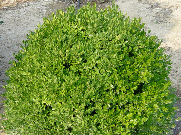 Chicagoland Green Boxwood