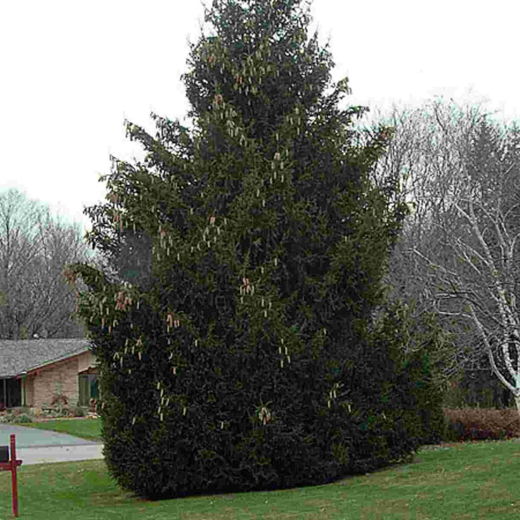 Norway Spruce