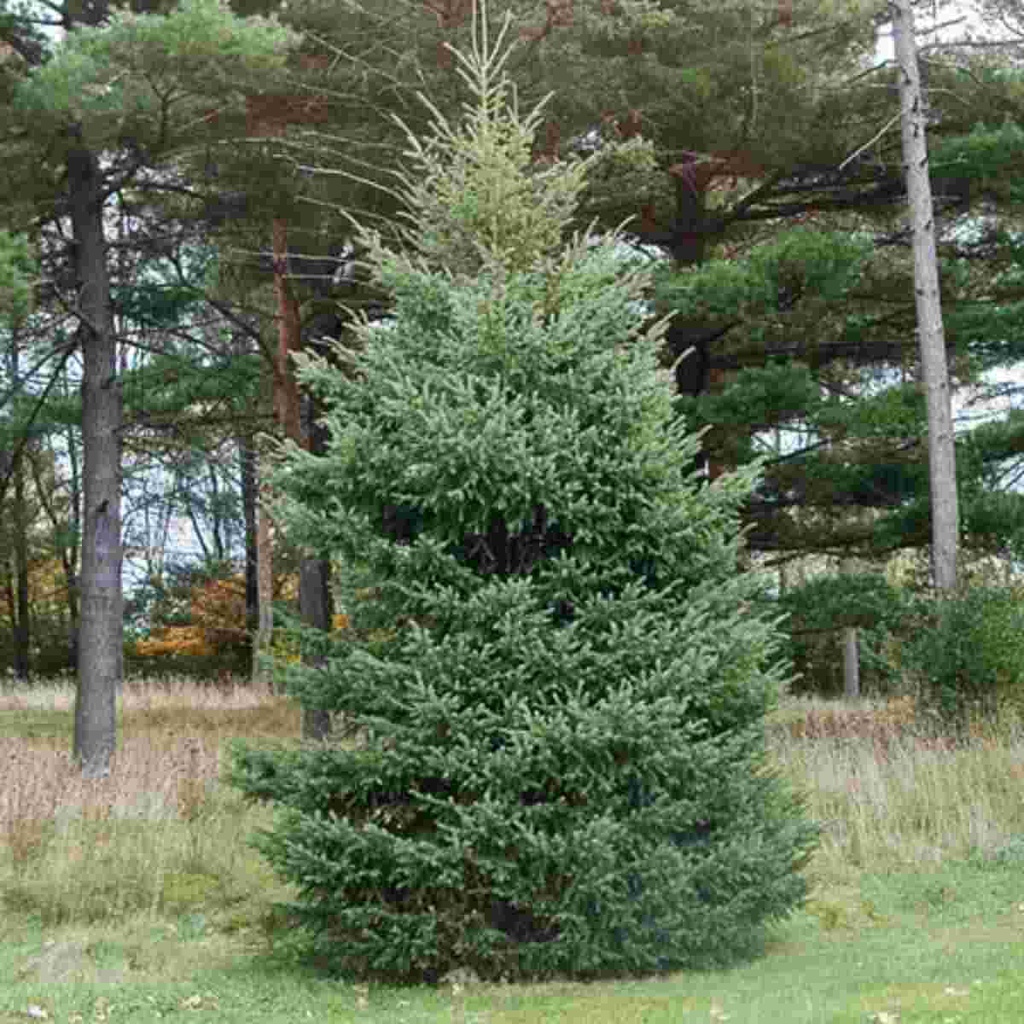 Black Hills Spruce | Breezy Hill Nursery - Main