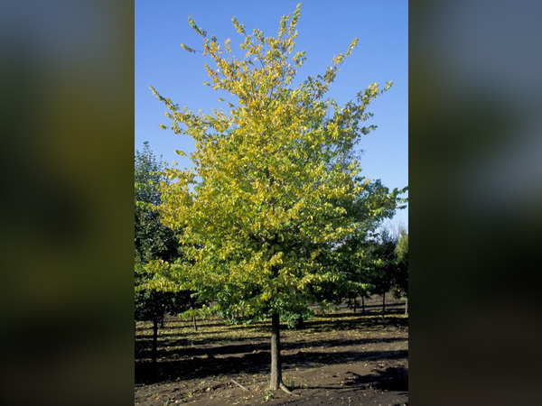 Common Hackberry