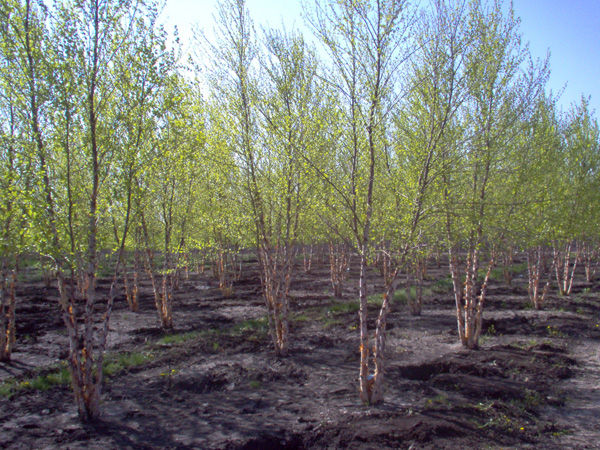 River Birch