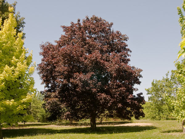 Royal Red Maple