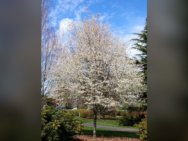 Spring Flurry Serviceberry