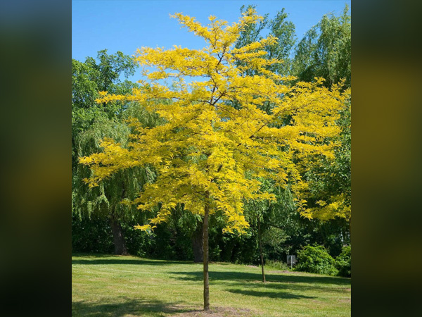 Sunburst Honeylocust