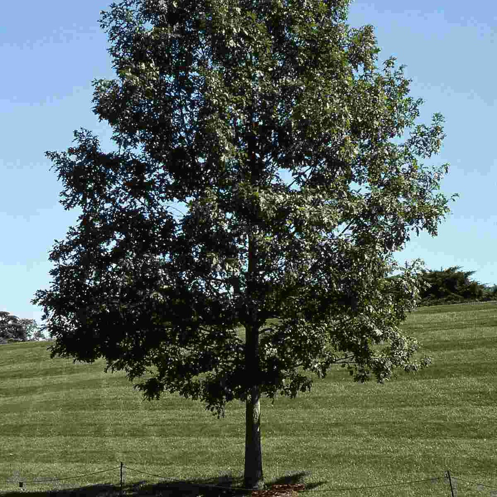 White Oak