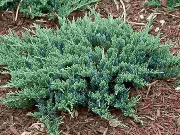 Blue Chip Juniper - Container