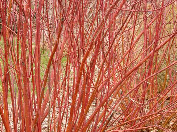 Bailey Red Twig Dogwood - Container