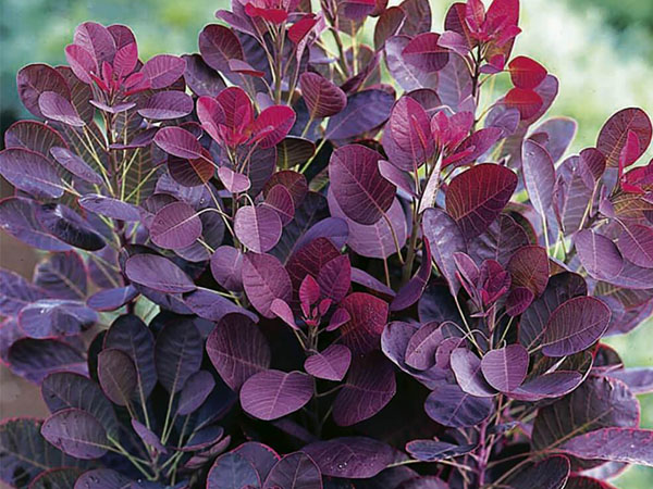 Royal Purple Smokebush - Container