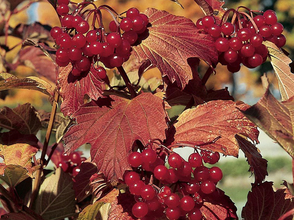 Wentworth Viburnum - Container