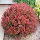 Crimson Pygmy Barberry - Container #3