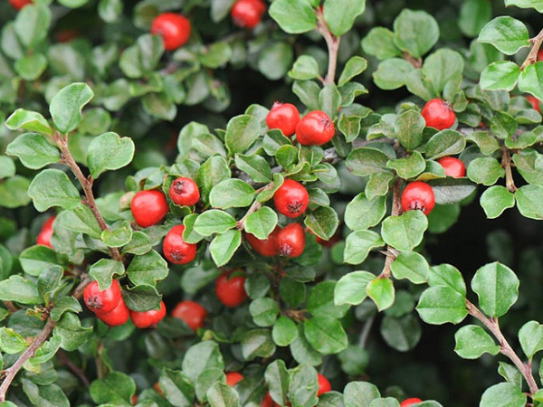 Cranberry Cotoneaster - Container