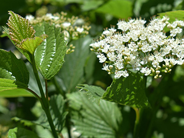 Autumn Jazz Viburnum - Container