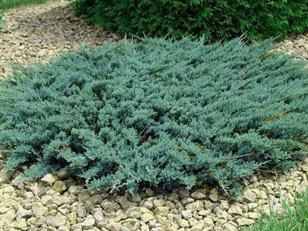 Blue Sargent Juniper - Container