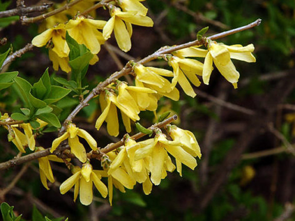 Bronx Forsythia - Container