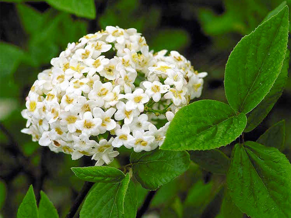 Burkwood Viburnum - Container