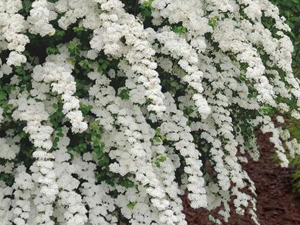 Renaissance Spirea - Container