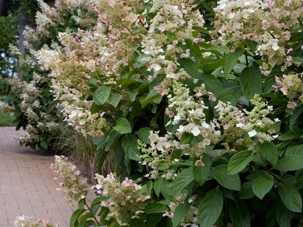 Tardiva Hydrangea - Container