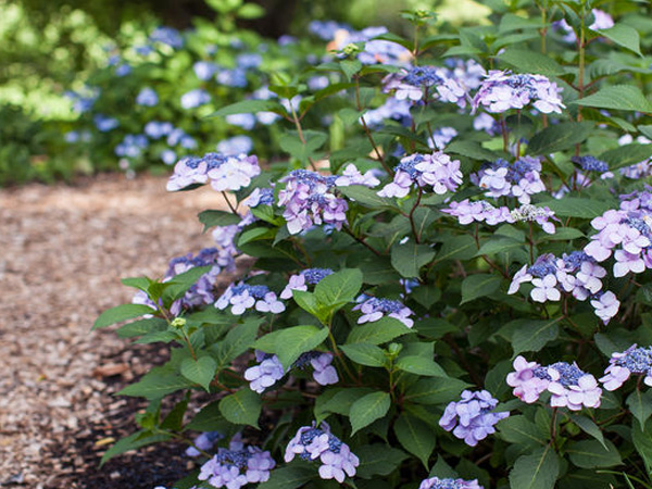 Twist n Shout Hydrangea - Container