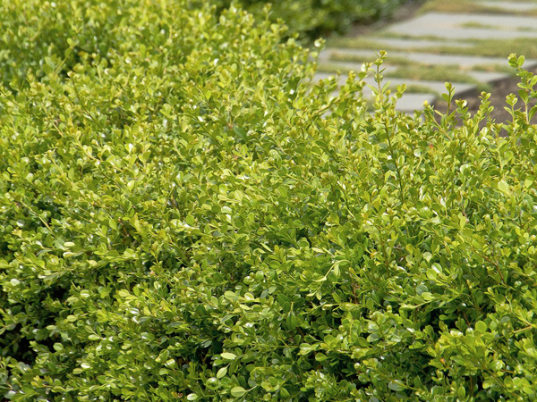 Winter Gem Boxwood - Container