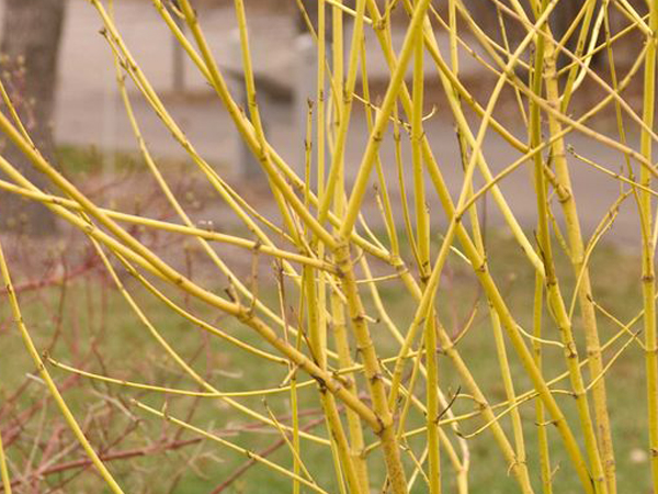 Yellow Twig Dogwood - Container