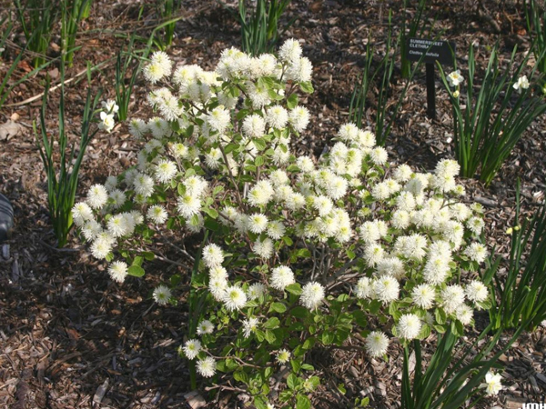 Dwarf Fothergilla - Container