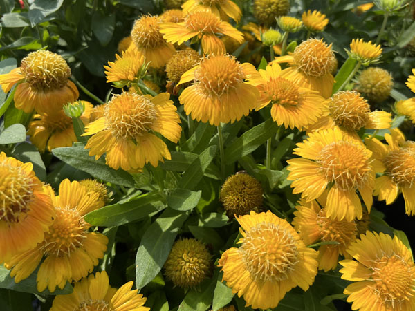 Arizona Apricot Blanketflower - Container