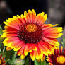 Arizona Sun Blanketflower - Container