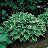 Aureomarginata Hosta - Container