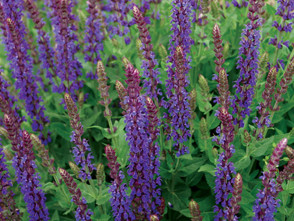 East Friesland Sage - Container