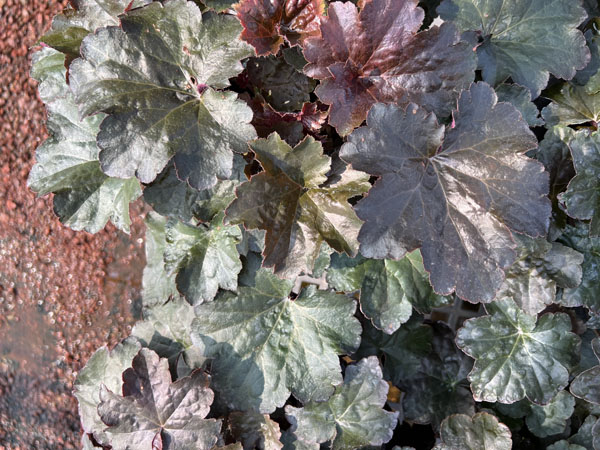 Palace Purple Coralbells - Container