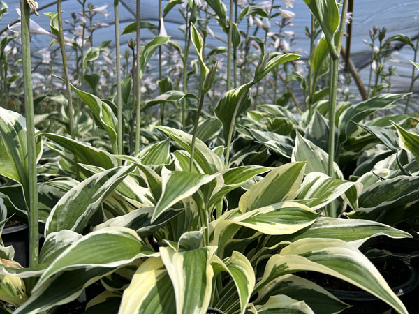 Patriot Hosta