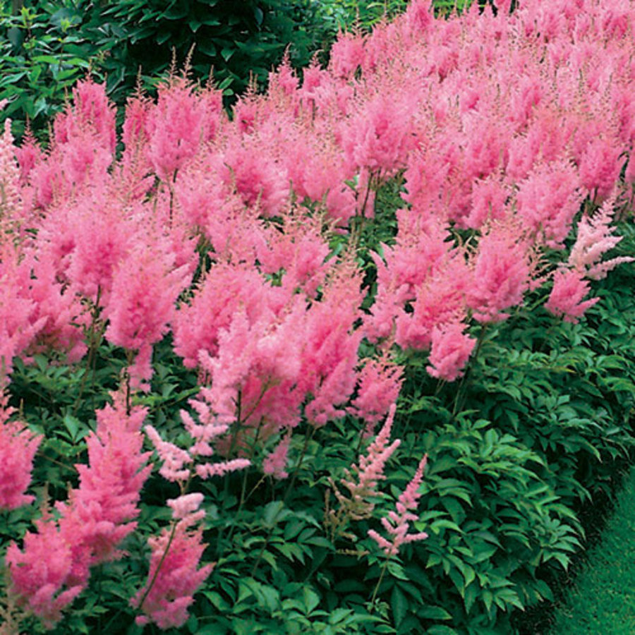 Rheinland Astilbe