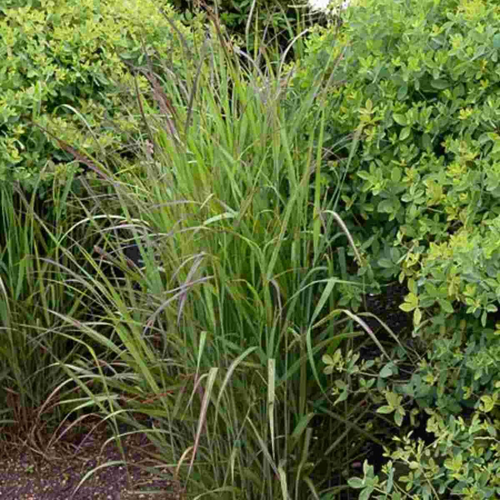 Shenandoah Switch Grass